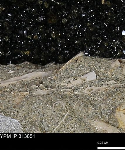 undet. Scaphopoda