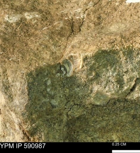 undet. Bivalvia