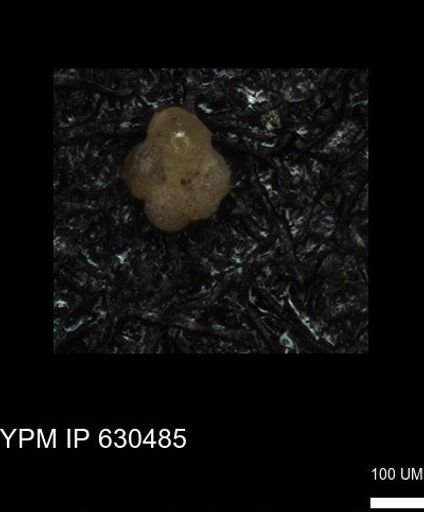undet. Rugoglobigerinidae