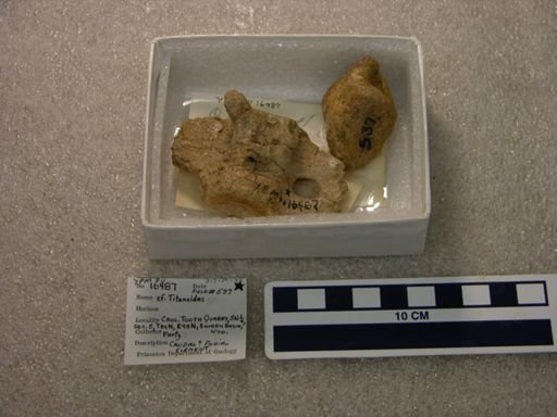 cf. Titanoides