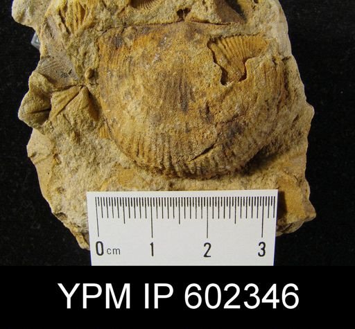 Productella lachrymosa