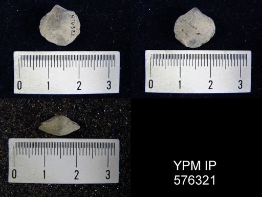 Nucleospira pisiformis