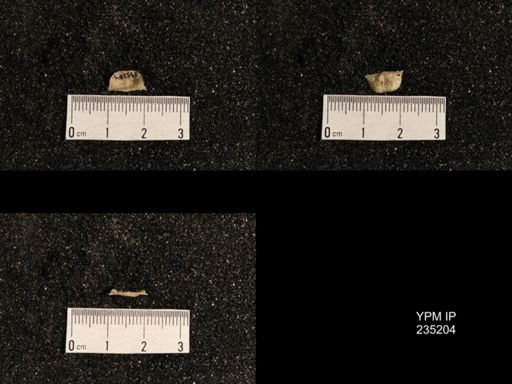 Lissochonetes geinitzianus var. plattsmouthensis