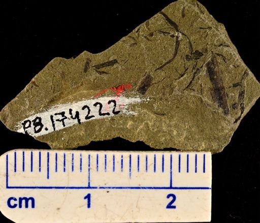 Hostinella sp.