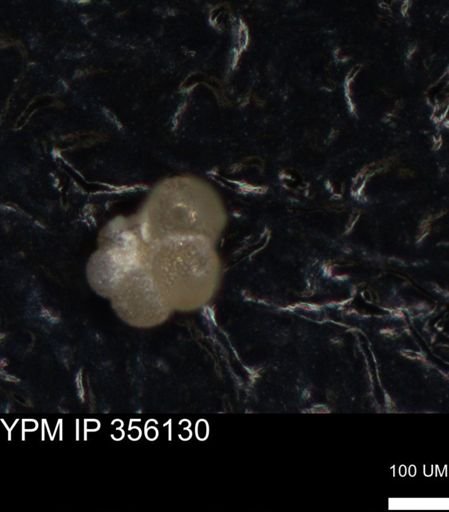 undet. Foraminiferida