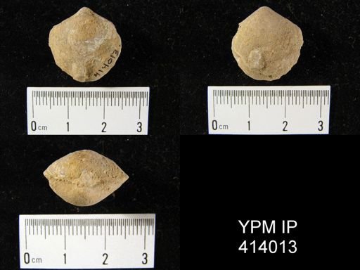 Athyris spiriferoides?