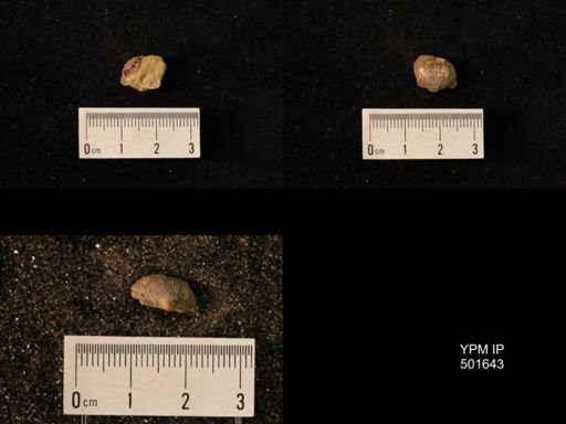 Marginifera splendens