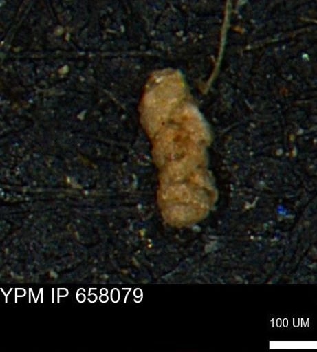 Ammobaculoides phaulus
