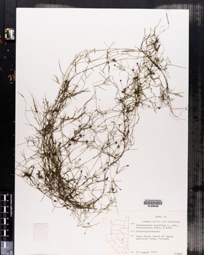 Plantae