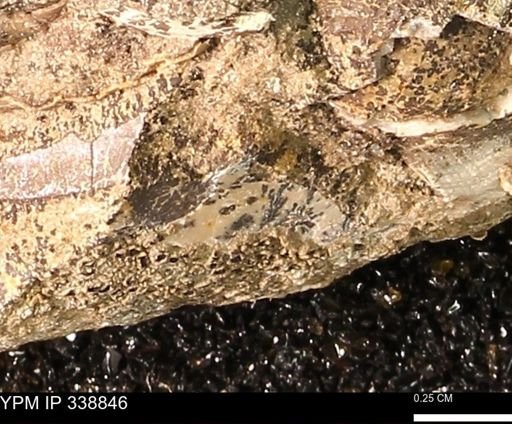 undet. Mollusca