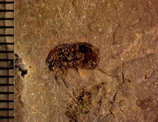 Coleoptera