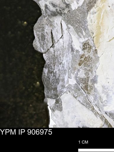 undet. Mollusca