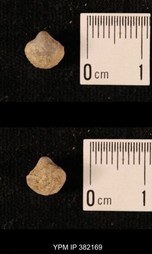 Ambocoelia planoconvexa