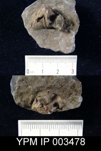 Camarophoria thevenini