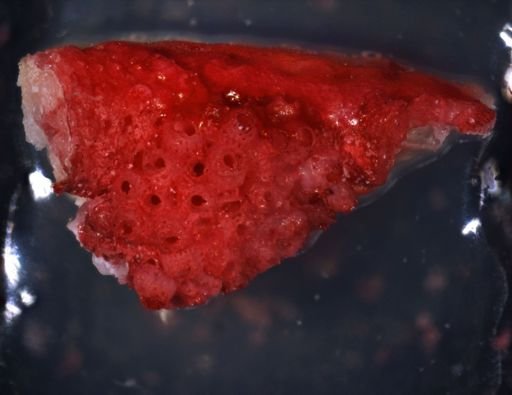 Celleporina cf. caminata