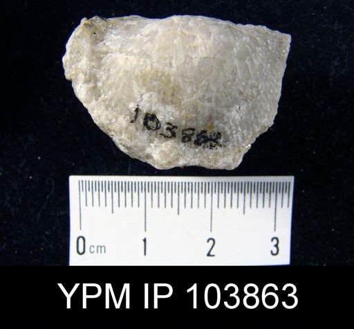 Stropheodonta sp.