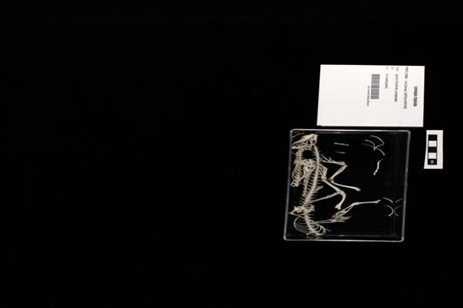 Leiolepis triploida