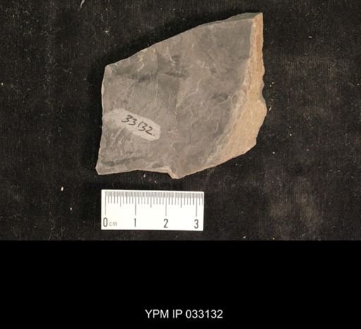 Mormolucoides articulatus