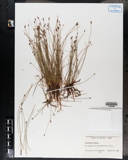 Eleocharis tenuis