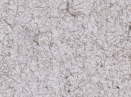Haliclona