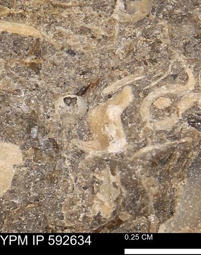 undet. Ammonoidea