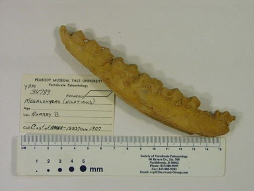 Megalohyrax niloticus