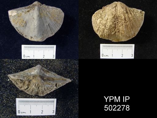 Spirifer cameratus
