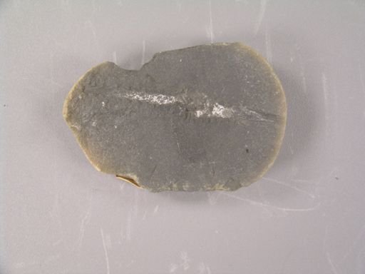 Palaeoxyris appendiculata