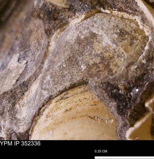 undet. Bivalvia