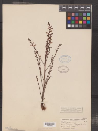 Epifagus virginiana