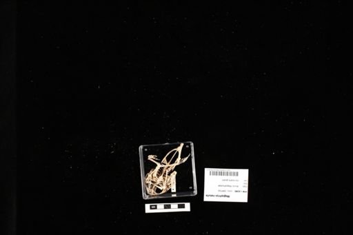 Megophrys nasuta