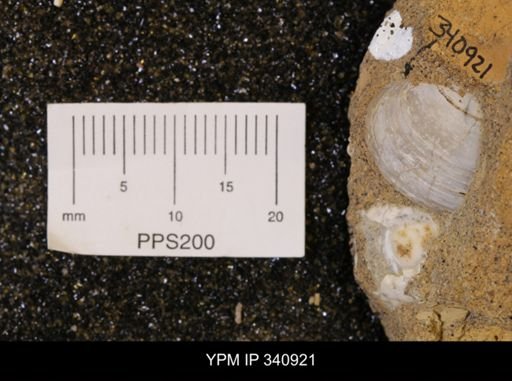 Corbicula sp.