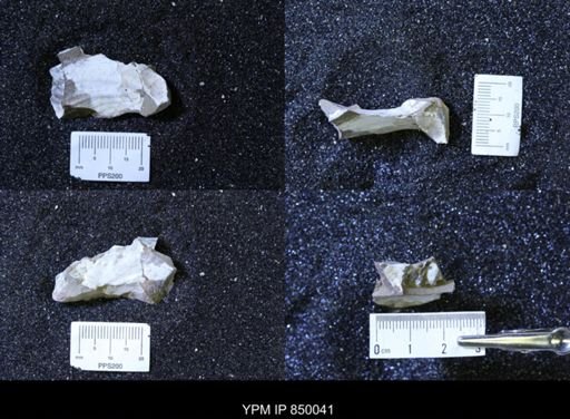 undet. Bivalvia