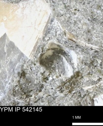 Corbulamella gregaria