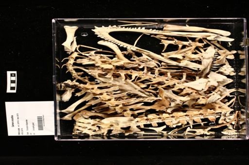 Caiman crocodilus