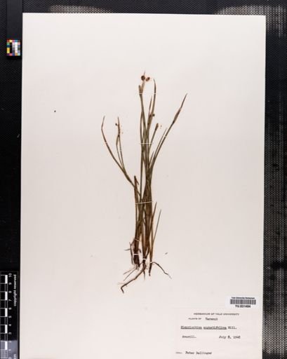 Sisyrinchium angustifolium