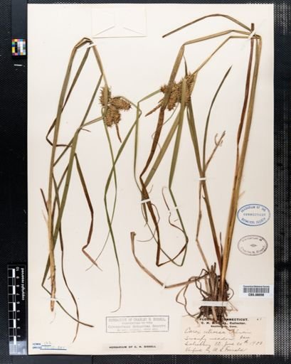 Carex retrorsa