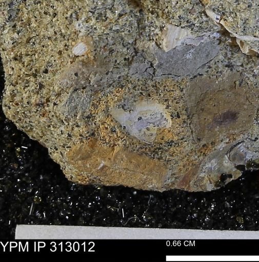 undet. Bivalvia