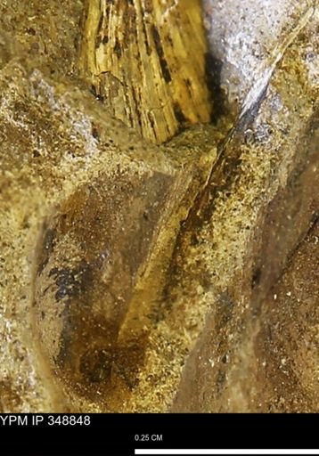 undet. Bivalvia