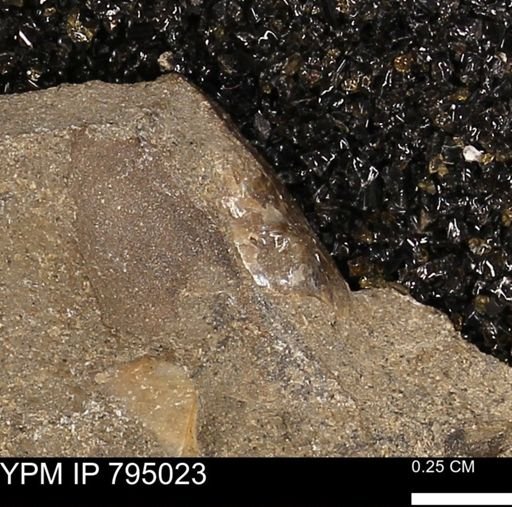 undet. Mollusca