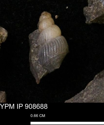 undet. Turritellidae