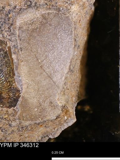 undet. Mollusca