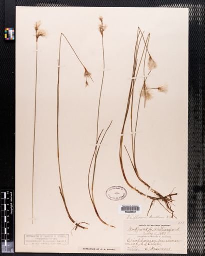 Eriophorum tenellum
