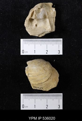Unio priscus