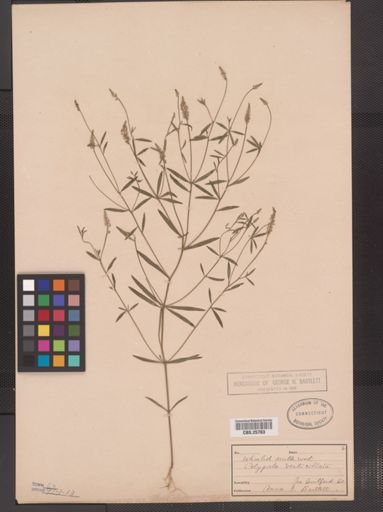 Polygala verticillata