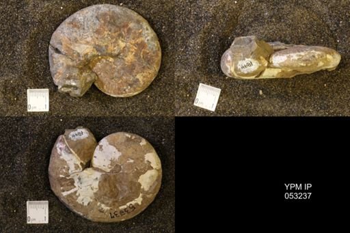 Discoscaphites conradi