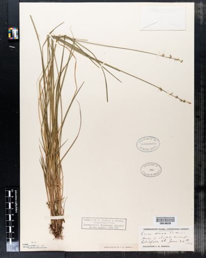 Carex seorsa