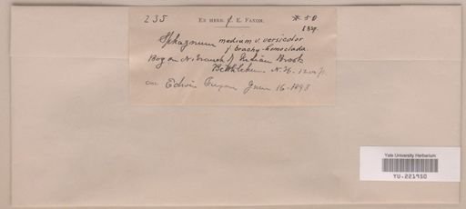 Sphagnum magellanicum
