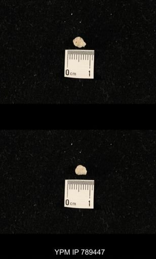 undet. Bryozoa