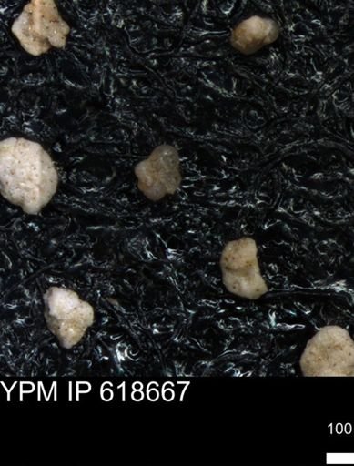 undet. Foraminiferida